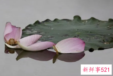 荷花瓣泡水喝的功效与作用