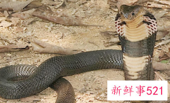 眼镜王蛇的习性