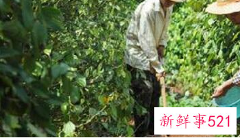 养殖的盆栽柠檬树黄叶怎么办