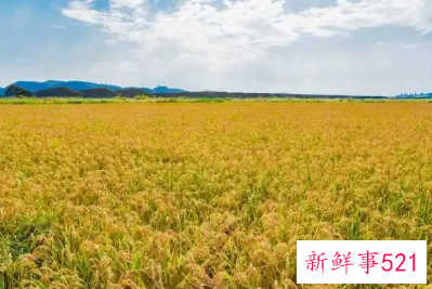 海水稻种植成功是在什么时候