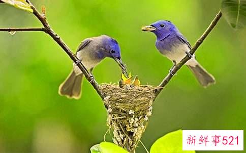 梦见小鸟乱飞是什么意思