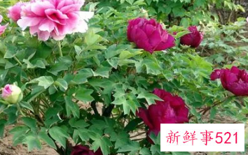 牡丹花怎么养才能开花