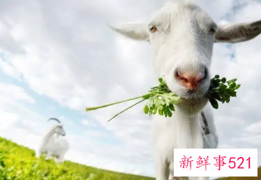 属羊的性格和脾气女