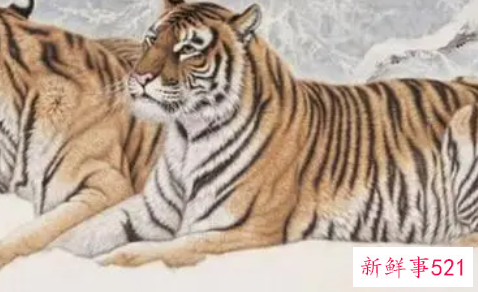 实力强大无比的属相