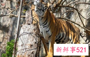 1998年属虎运势及运程