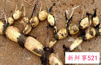 莲藕的种植技术