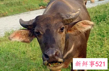 梦见牛开口说话意味着什么