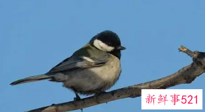 梦见燕子飞进家里是什么意思