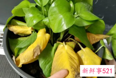绿萝叶子发黄了怎么办