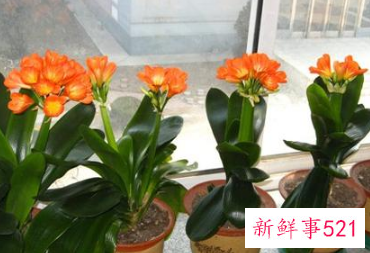 名字好听的植物