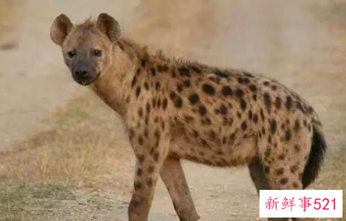 什么动物咬合力最大