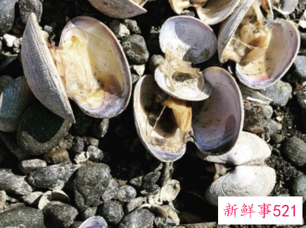 北美高温致海滩大量蛤蜊死亡