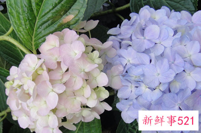 象征着希望和未来的花