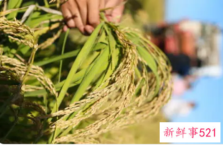 海水稻种植成功是在什么时候