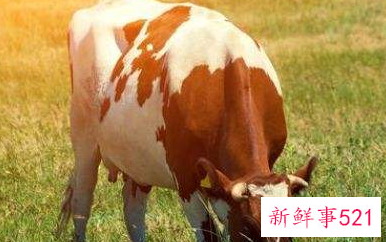 97年属牛女最佳婚配年龄