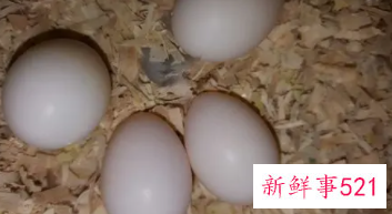 怎么样才知道鸡蛋有没有受精