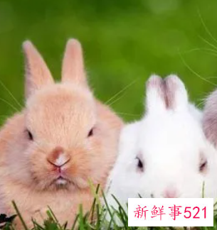 属兔几月出生最好命运