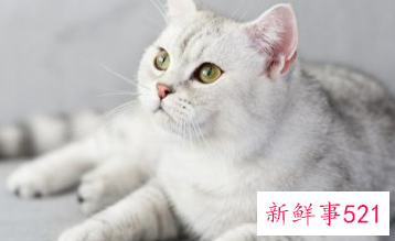 养猫咪的好处