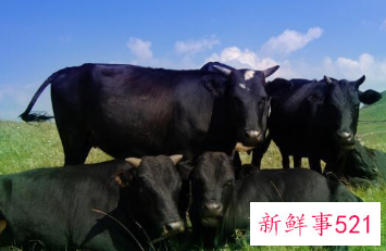 女人梦见两只黑牛