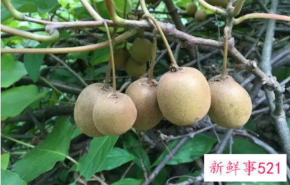 野生猕猴桃怎么