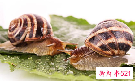 好养的宠物有哪些