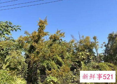 加拿大一枝黄花到底是什么花