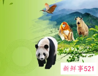 保护野生动物宣传顺口溜