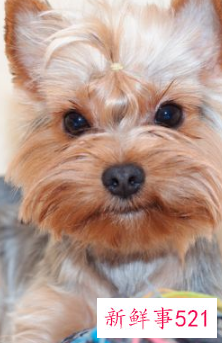 哪种小宠物干净好养没有味