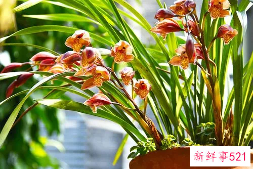 客厅养什么的花草合适