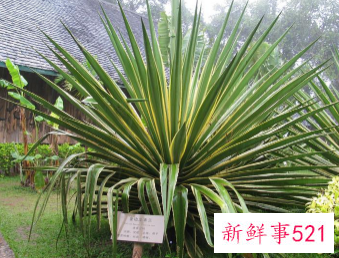 金边龙舌兰养殖方法与作用是什么