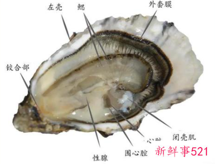 生蚝怎么清洗内脏图解