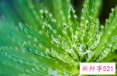 绿色给人的感觉和象征