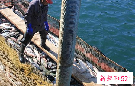 梦见抓鱼养鱼是什么意思