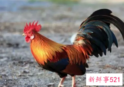 梦见公鸡追着啄我是什么意思