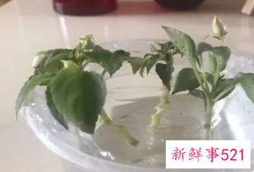水培凤仙花可以加阿斯匹林吗