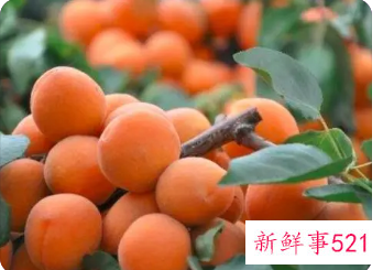 什么样的体质不能吃杏