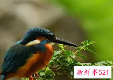 梦见鸟叫的很好听