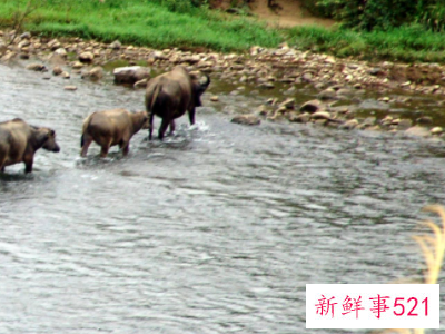 周公解梦梦见过河