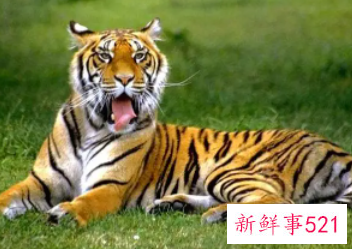 女人梦到老虎追我但逃脱了