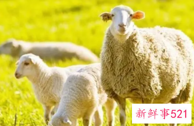 生肖虎和羊相配吗