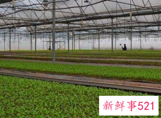 辣椒育苗到结果需要多长时间