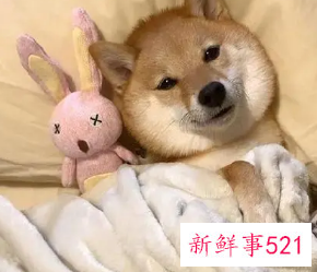 可以陪自己睡觉的宠物