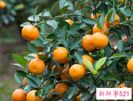 吃柑橘蜜的好处有哪些