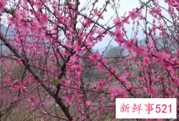 什么样的人有桃花灾