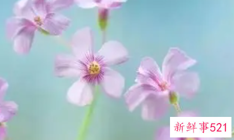 知己的拼音是怎样的