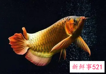 四大灵性鱼是什么