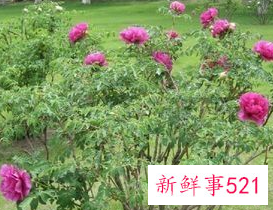 北方露台适合种什么树