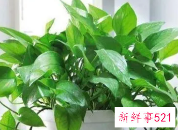 绿萝在室内怎么养才能更旺盛