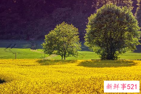 梦见很多树木很茂盛