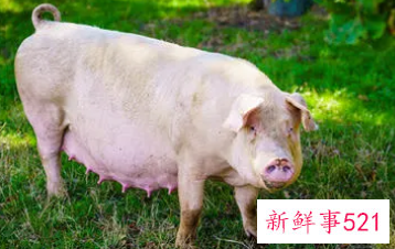 怀孕梦见别人杀猪是什么意思